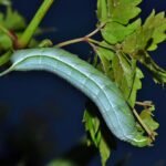 caterpillar, larvae, banded sphinx moth caterpillar-1517240.jpg