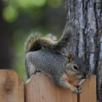 squirrel, rodent, animal-8166076.jpg